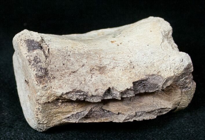 Thescelosaurus Caudal (Tail) Vertebrae #12710